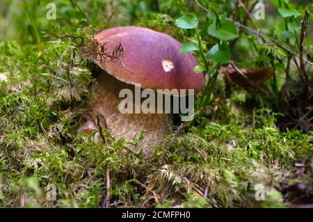 Boletus edulis oder cep, Penny Bun, Porcino, King Bolete. Pilz in seinem natürlichen Lebensraum. Pilze Stockfoto