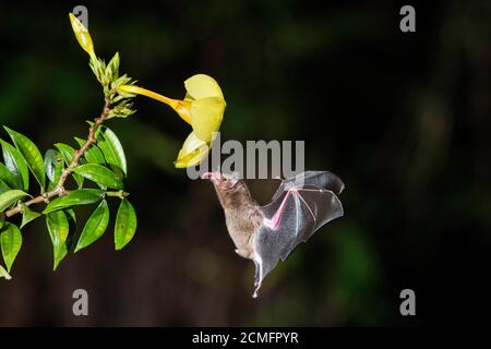 Pallas-Langtongenfledermaus (Glossophaga soricina), Boca Tapada, Costa Rica Stockfoto