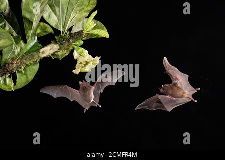 Zwei Pallas-langblätterte Fledermäuse (Glossophaga soricina), die sich von Calabash-Kürbisblüten (Crescentia cujete), Tieflandregenwald, Costa Rica, ernähren Stockfoto