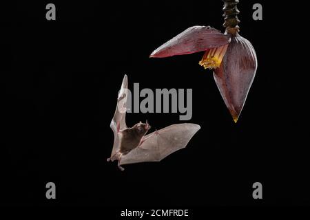 Pallas langbärige Fledermaus (Glossophaga soricina) füttert von Bananenblüten (Blütenstand moussa), Tieflandregenwald, Costa Rica Stockfoto