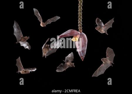 Pallas-langblätterte Fledermäuse (Glossophaga soricina), die von der Bananenblüte (Blütenstand moussa), Tieflandregenwald, Costa Rica, ernährt werden (zusammengesetzte Abbildung) Stockfoto