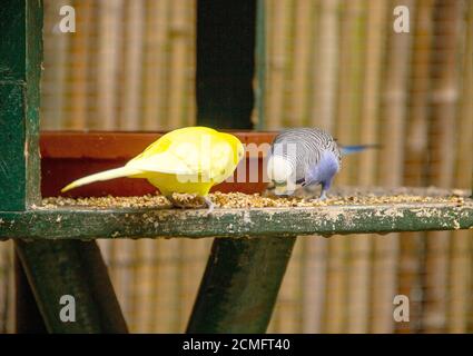 Blick auf eine blaue und eine gelbe Wellensittiche Fütterung, latein Melopsittacus undulatus Stockfoto