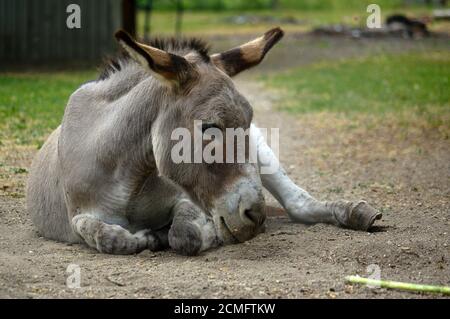 faul, graue Esel auf dem Boden liegend Stockfoto