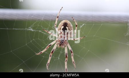 Zoropsis spinimana große Spinne in italien in Echtzeit Stockfoto