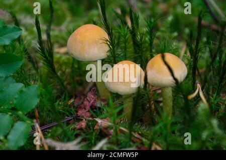 suillus bovinus wächst im Wald, auch bekannt als Jersey Kuhpilz oder Rind Bolete Stockfoto