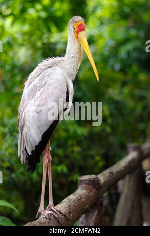 Weißstorch sitzen auf Brückengeländern, Ciconia, an regnerischen Tag. Stockfoto