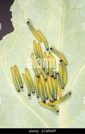 Viele Raupen des großen Kohlweissen Schmetterlings (Pieris brassicae) auf einem Kohlblatt. Stockfoto
