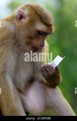 Der junge macaca-Affe sitzt auf Stein und spielt mit etwas in seinen Händen. Stockfoto