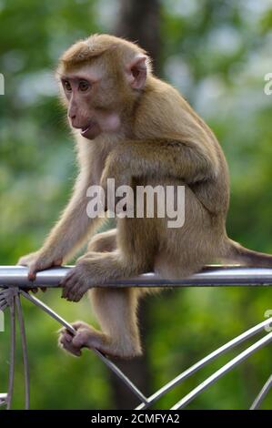 Junger macaca-Affe sitzt auf Metallzaun und denkt über etwas nach. Stockfoto