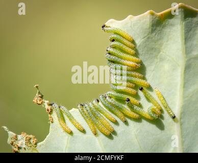 Viele Raupen des großen Kohlweissen Schmetterlings (Pieris brassicae), die sich auf einem Kohlblatt ernähren. Stockfoto