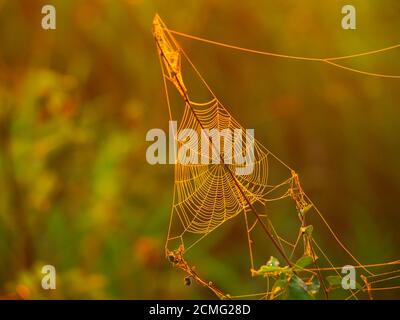 Triagle Spinnennetz auf einer Wiese beleuchtet von aufgehender Sonne Stockfoto