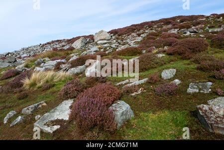 Im Sommer im North York Moors National Park in der Nähe von Goathland, Yorkshire, Großbritannien, findet man eine schroffe Moorlandschaft mit großen Felsbrocken und blühenden Wildheiden. Stockfoto