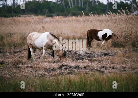 Wildpferde des Chincoteague National Park, grasen auf Gras in Sümpfen. Stockfoto