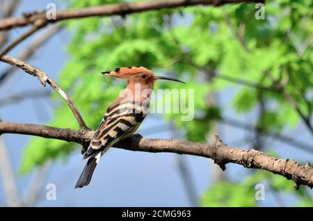 Eurasischer Wiedehopf - Upupa epops. Wiedehopf in seinem natürlichen Lebensraum. Fauna der Ukraine. Stockfoto