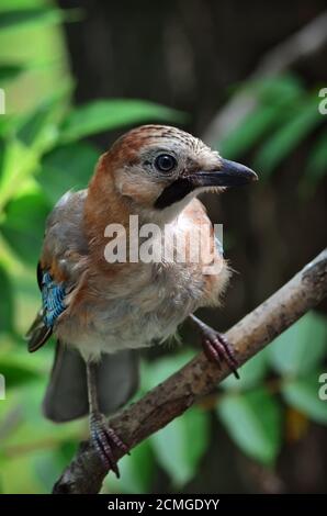 Eurasischer eichelhäher - Garrulus glandarius. Jay sitzt auf dem Ast eines Baumes in einem natürlichen Lebensraum. Fauna der Ukraine. Geringe Schärfentiefe, Nahaufnahme. Stockfoto