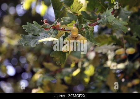 Eicheln wachsen auf englischer Eiche in England, September 2020 Stockfoto