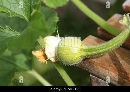Ein kleiner essbarer Kürbis, der auf einer Weinrebe in einem britischen Garten oder einer Zuteilung wächst, September 2020 Stockfoto
