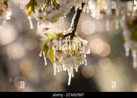 Frostschutz durch Bewässerung Stockfoto