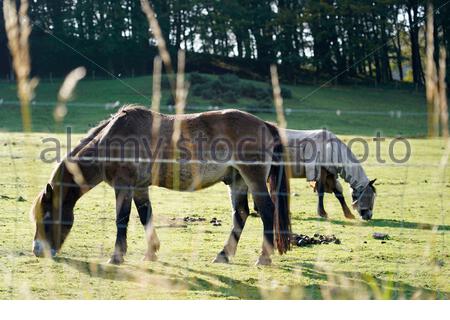 Edinburgh, Schottland, Großbritannien. September 2020. Ponys grasen und genießen die Sonne im Pentland Hills Regional Park an einem klaren Tag mit blauem Himmel. Kredit: Craig Brown/Alamy Live Nachrichten Stockfoto