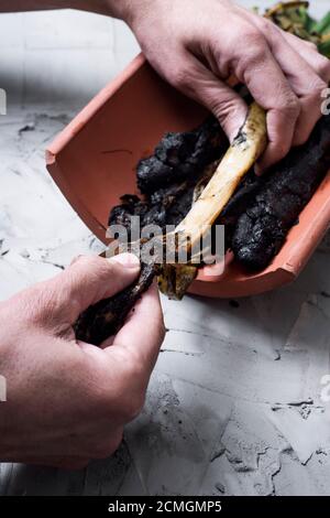 Nahaufnahme eines Mannes, der eine gegrillte calcot, eine süsse Zwiebel, typisch für Katalonien, Spanien, auf einer grauen rustikalen Oberfläche schält Stockfoto