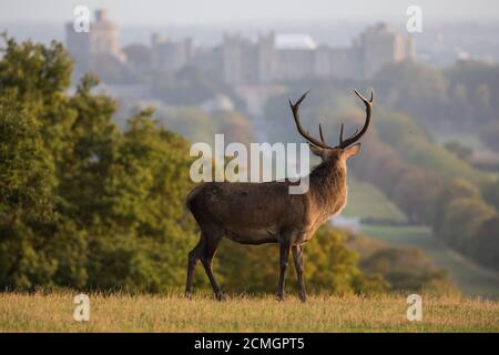 Windsor, Großbritannien. September 2020. Ein Rotwildhirsch ist bei Sonnenaufgang vor Windsor Castle abgebildet. Das Hirschparkgehege im Windsor Great Park beherbergt eine Herde von rund 500 Rothirschen, die von vierzig Hinden und zwei Hirschen stammen, die der Herzog von Edinburgh 1979 eingeführt hat. Kredit: Mark Kerrison/Alamy Live Nachrichten Stockfoto