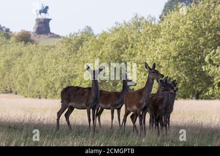 Windsor, Großbritannien. September 2020. Rote Hirsche und Kälber sind vor dem Copper Horse Monument im Windsor Great Park abgebildet. Das Hirschparkgehege im Windsor Great Park beherbergt eine Herde von rund 500 Rothirschen, die von vierzig Hinden und zwei Hirschen stammen, die 1979 vom Herzog von Edinburgh eingeführt wurden. Kredit: Mark Kerrison/Alamy Live Nachrichten Stockfoto