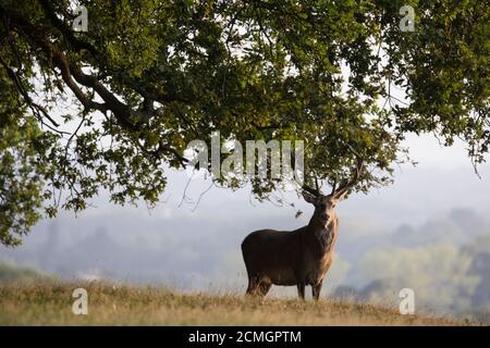 Windsor, Großbritannien. September 2020. Ein Rothirsch ist bei Sonnenaufgang im Windsor Great Park abgebildet. Das Hirschparkgehege im Windsor Great Park beherbergt eine Herde von rund 500 Rothirschen, die von vierzig Hinden und zwei Hirschen stammen, die der Herzog von Edinburgh 1979 eingeführt hat. Kredit: Mark Kerrison/Alamy Live Nachrichten Stockfoto