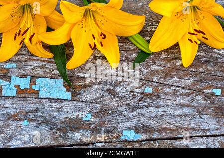 Drei gelbe Lilien auf einem grauen alten hölzernen Oberfläche Stockfoto