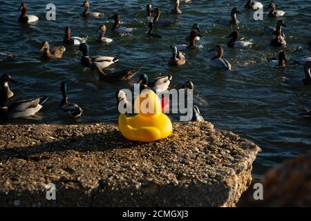 Gelber Gummiducky auf dem Felsen vor einer Entenschar Stockfoto