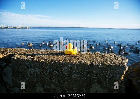 Gelber Gummiducky auf dem Felsen vor einer Entenschar Stockfoto