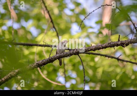 Soor Nachtigall - Luscinia luscinia. Nachtigall singt, sitzend auf einem Ast im Wald. Fauna der Ukraine. Stockfoto