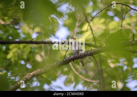 Soor Nachtigall - Luscinia luscinia. Nachtigall singt, sitzend auf einem Ast im Wald. Fauna der Ukraine. Stockfoto