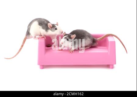 Zwei kleine Ratten sitzen auf einer Spielzeugcouch auf weißem Hintergrund. Stockfoto