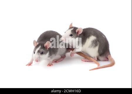 Two cute gray-white rats on a white background close-up. Stockfoto