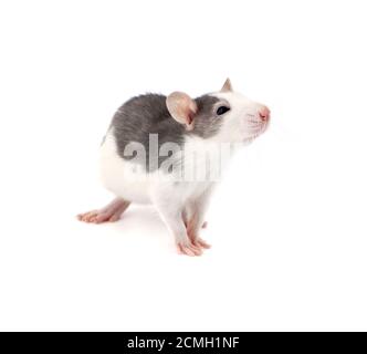 Niedliche kleine dekorative Ratte auf weißem Hintergrund. Stockfoto