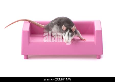 Grau-weiße niedliche junge Ratte auf einem rosa Spielzeug Sofa sitzen. Stockfoto