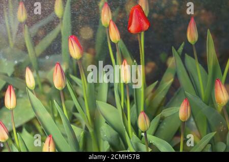 Red ungenutzte Tulpen im Regen Stockfoto