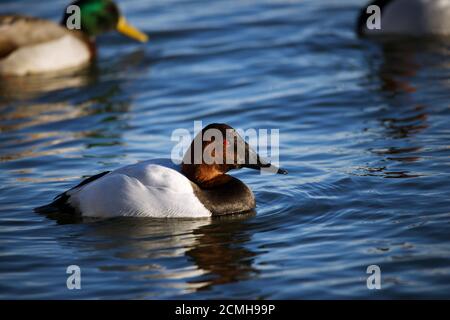 Canvasback Ente schwimmend im Wasser Stockfoto