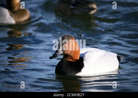 Canvasback Ente schwimmend im Wasser Stockfoto