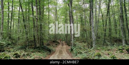 Märchenwald von grünen Bäumen mit Blättern Stockfoto
