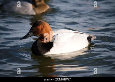 Canvasback Ente schwimmend im Wasser Stockfoto