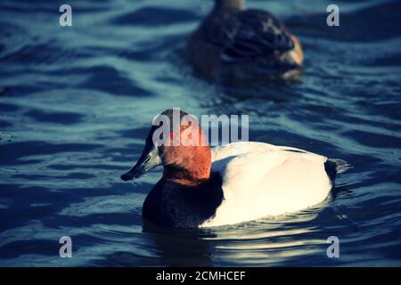 Canvasback Ente schwimmend im Wasser Stockfoto