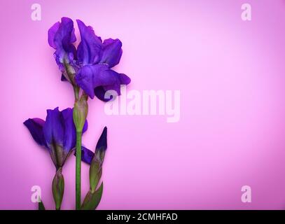 Eine blaue Iris auf einem rosa Oberfläche Stockfoto