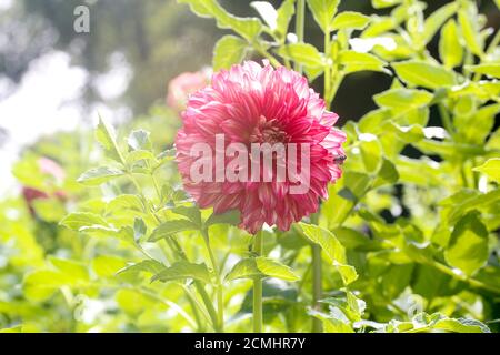 Dahlia Cav schöne Blume im Garten sonnig Stockfoto