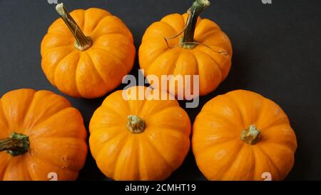 Miniatur-Kürbisse auf schwarzem Hintergrund. Halloween oder Herbst Vorlage mit Platz für Kopie. Stockfoto