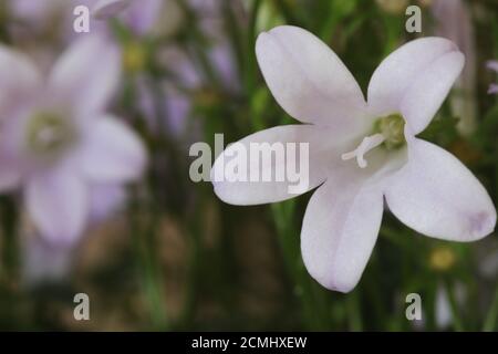 Weiße Glockenblume im Bild aus der Nähe Stockfoto