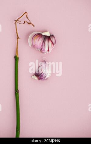 Abstrakte Komposition aus jungen Knoblauchzehen und Ästen der Orchidee auf hellrosa Hintergrund. Stockfoto