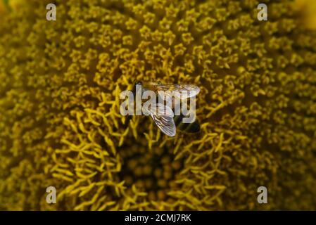 Honigbiene auf Sonnenblumenkopf Stockfoto