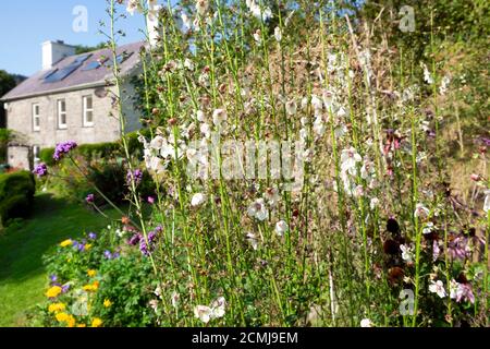 Weiße Verbascum hohe Bienen liebende Pflanzen, die im Hüttengarten eines Steinhaus-Landhauses in Carmarthenshire West Wales blühen.Großbritannien KATHY DEWITT Stockfoto