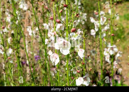 Weiß rosa Erbascum in Blüte blühende Pflanze attraktiv für Bienen in Blüte in einem Cottage Garden September Carmarthenshire Wales UK KATHY DEWITT Stockfoto